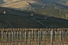 Terre da vino (7)