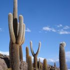 Terre de cactus