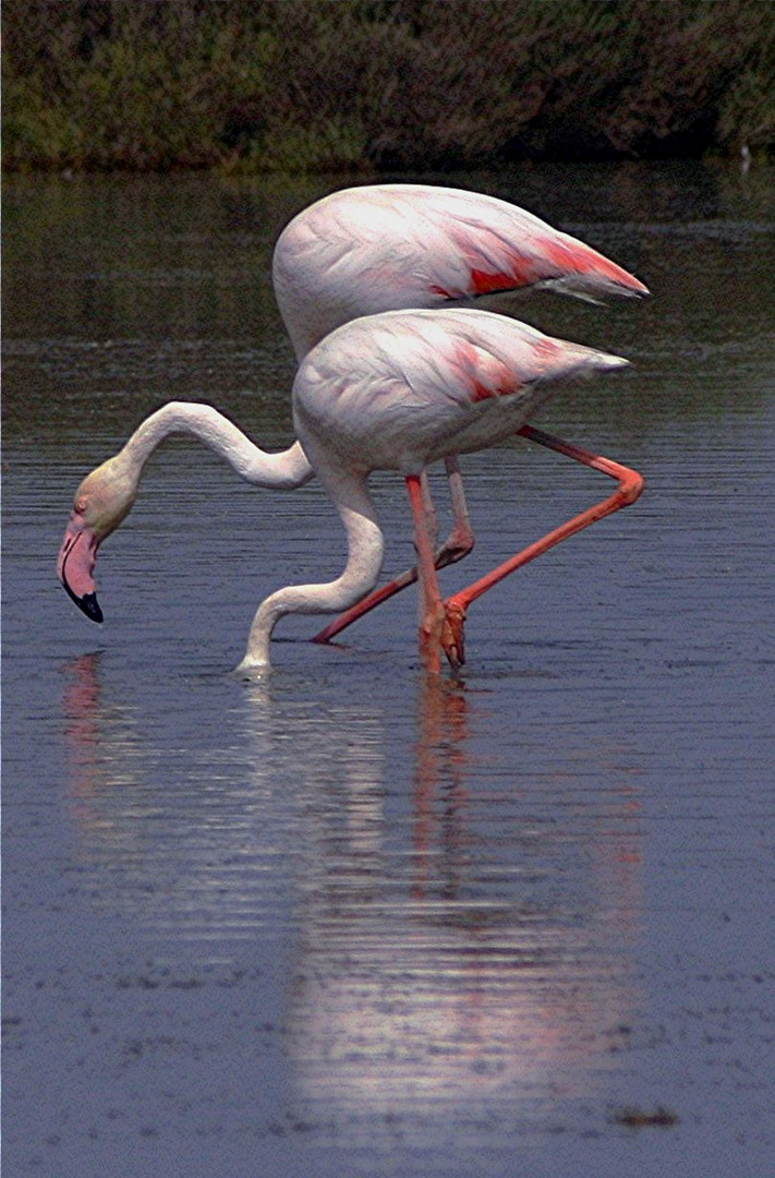 TERRE DE CAMARGUE