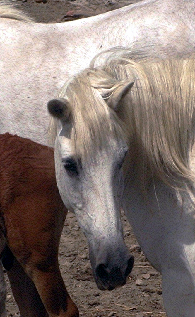 TERRE DE CAMARGUE ATTENTIVE