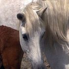 TERRE DE CAMARGUE ATTENTIVE