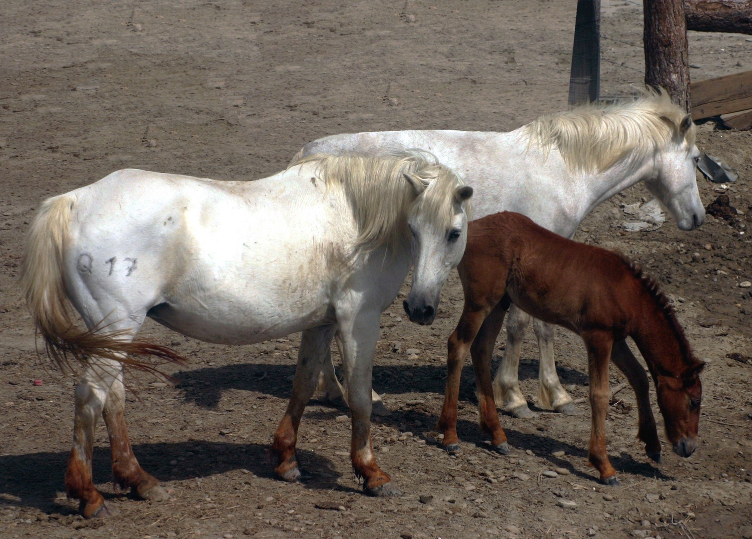 TERRE DE CAMARGUE LE FILS DU FACTEUR