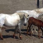 TERRE DE CAMARGUE LE FILS DU FACTEUR