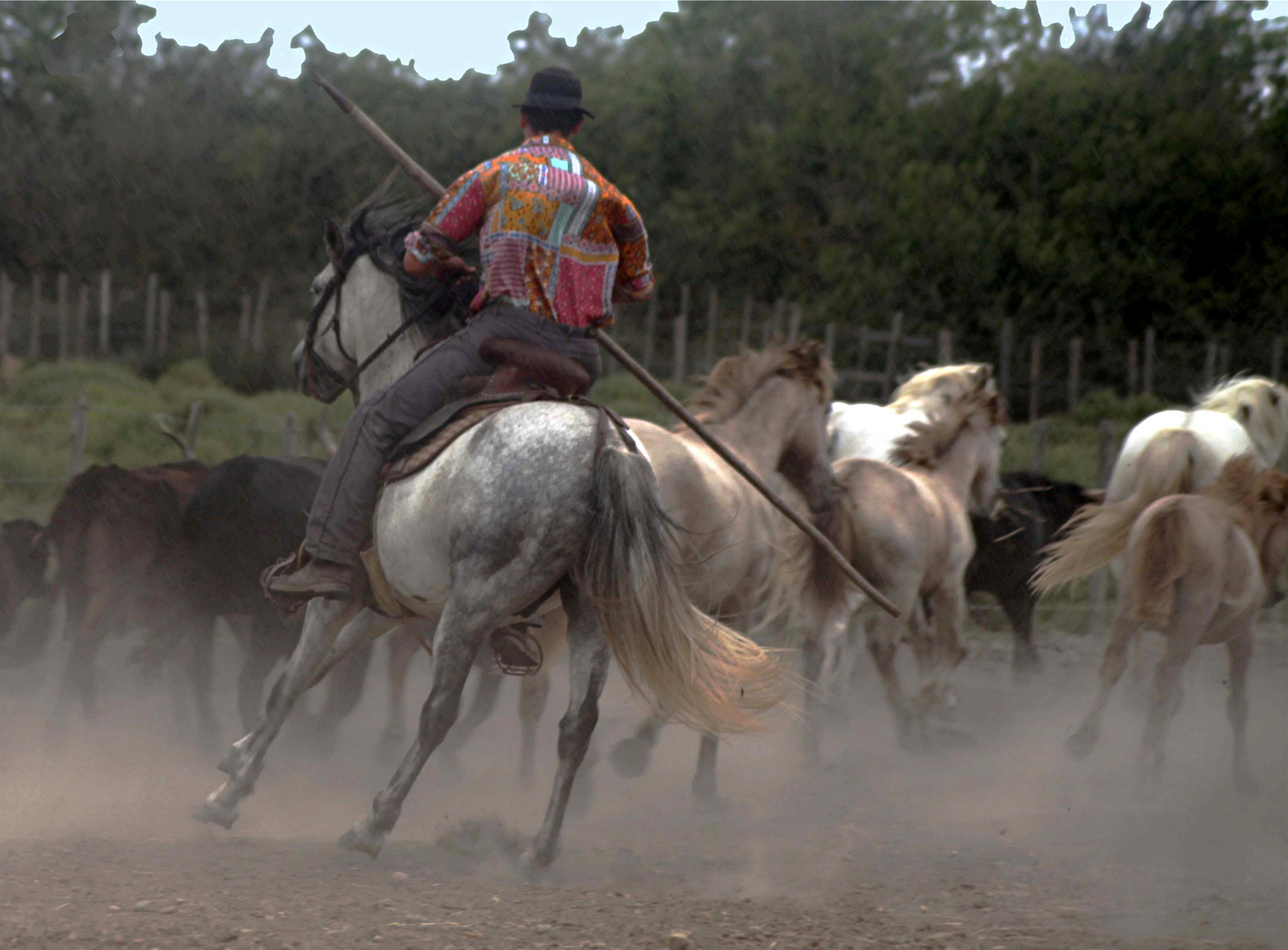 TERRE DE CAMARGUE LE RETOUR DE LA MANADE