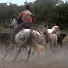 TERRE DE CAMARGUE LE RETOUR DE LA MANADE