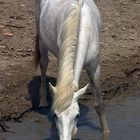 TERRE DE CAMARGUE L'EAU DU PETIT RHÔNE