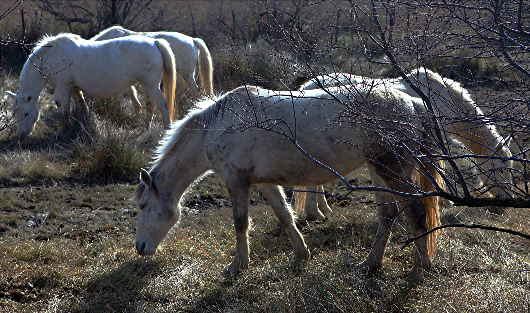 TERRE DE CAMARGUE LES CAMARGUAIS