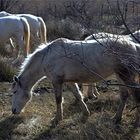 TERRE DE CAMARGUE LES CAMARGUAIS