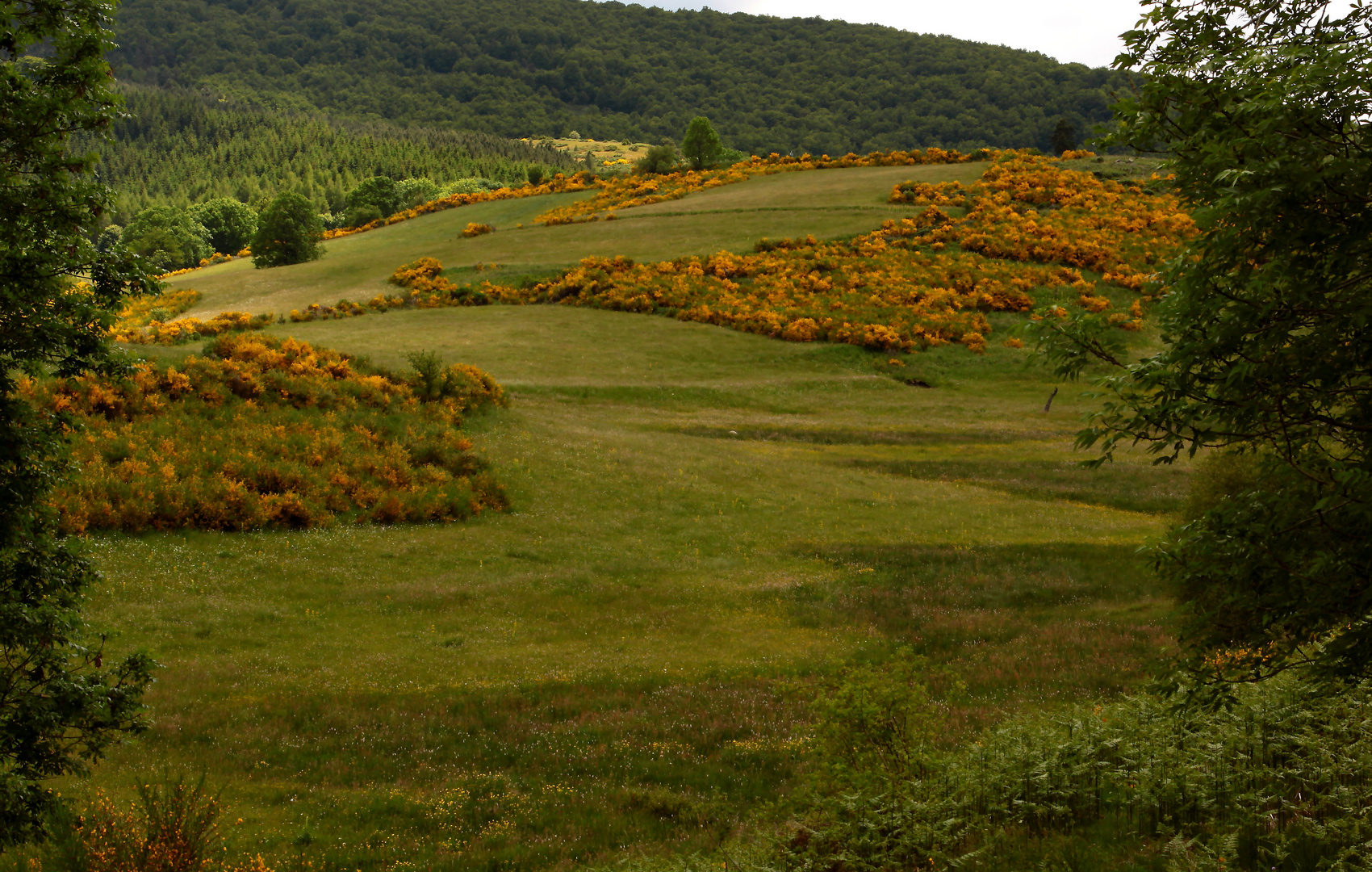 Terre de Cevennes 5