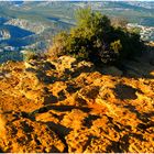 Terre de garrigue