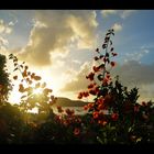 Terre de Haut, Les Saintes