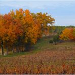 Terre de Luberon...