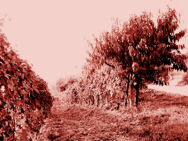 terre di barolo