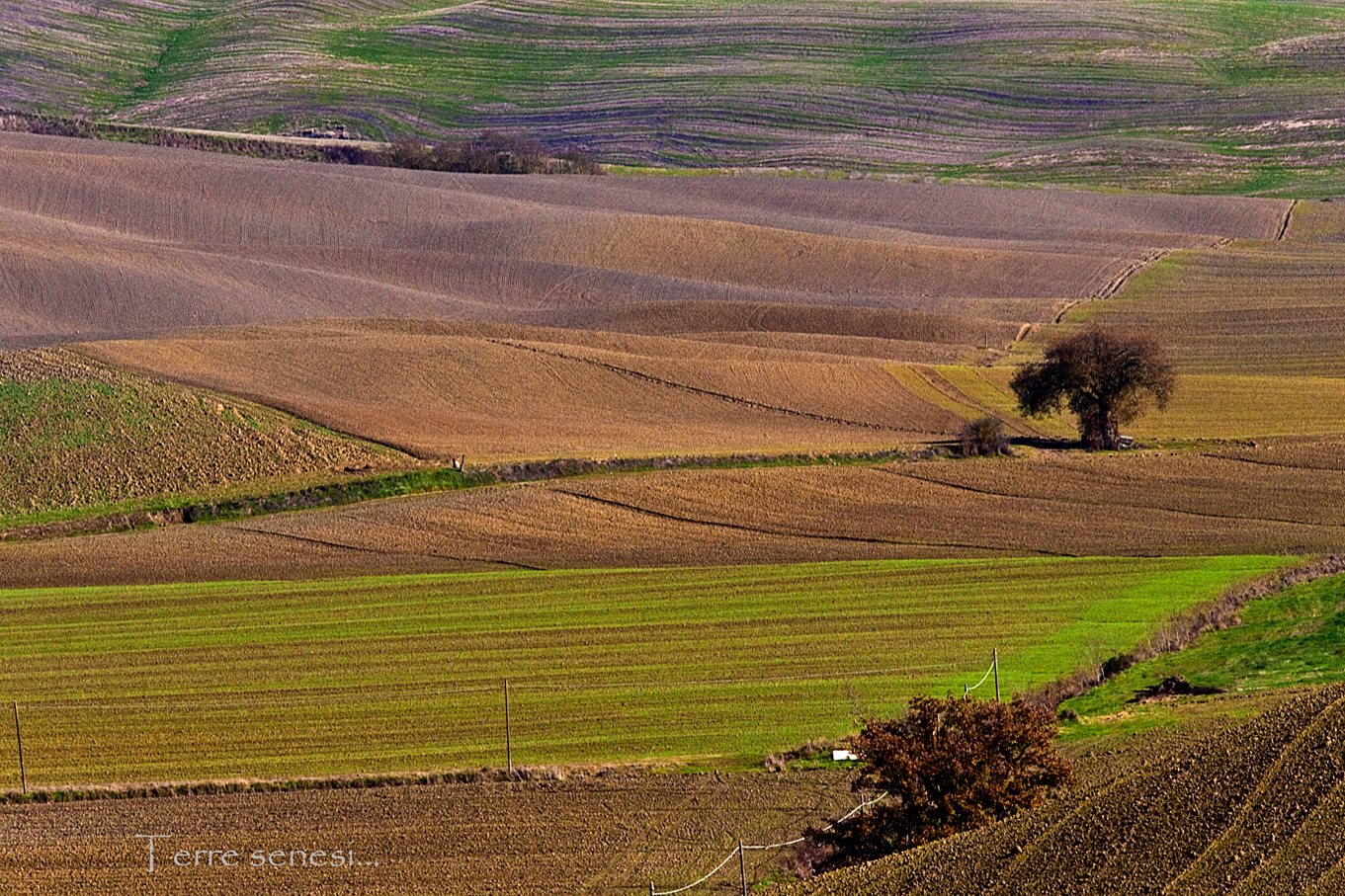 Terre senesi....