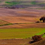 Terre senesi....