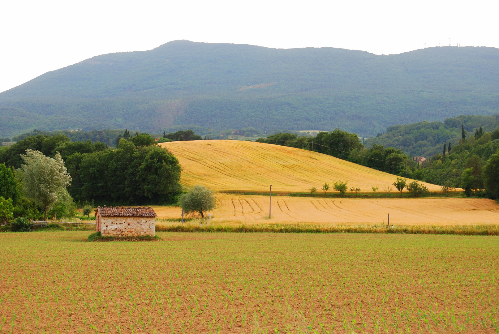 Terre toscane