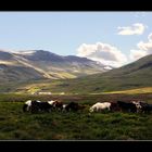 Terres d'Islande