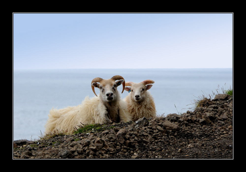 Terres et faune d'Islande