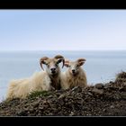 Terres et faune d'Islande