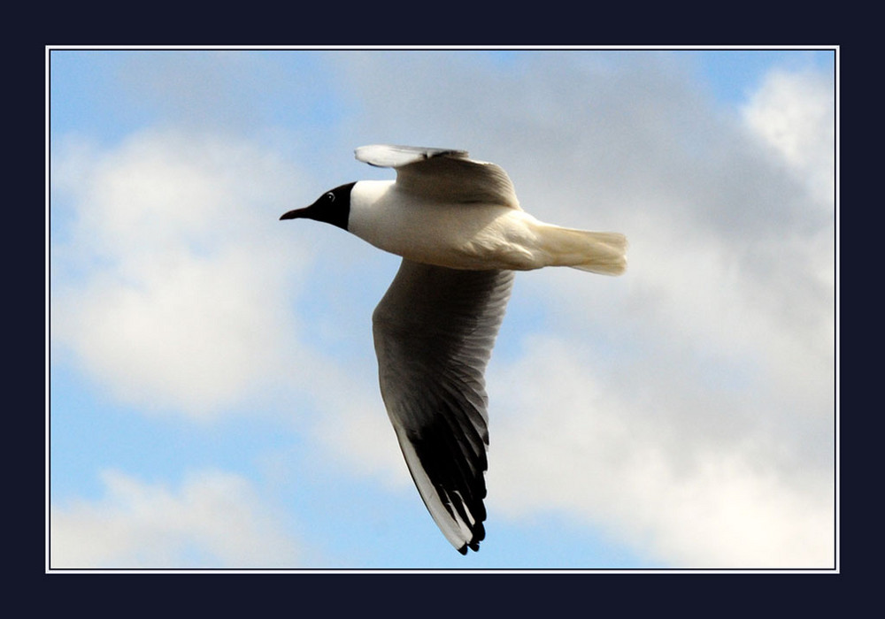 Terres et faune d'Islande