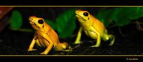 Terribilis I von Frank Decker