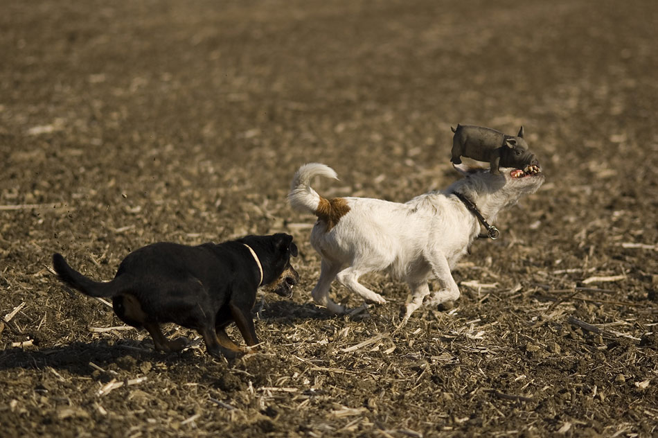 Terrier beim Sauenapport