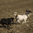 Terrier beim Sauenapport