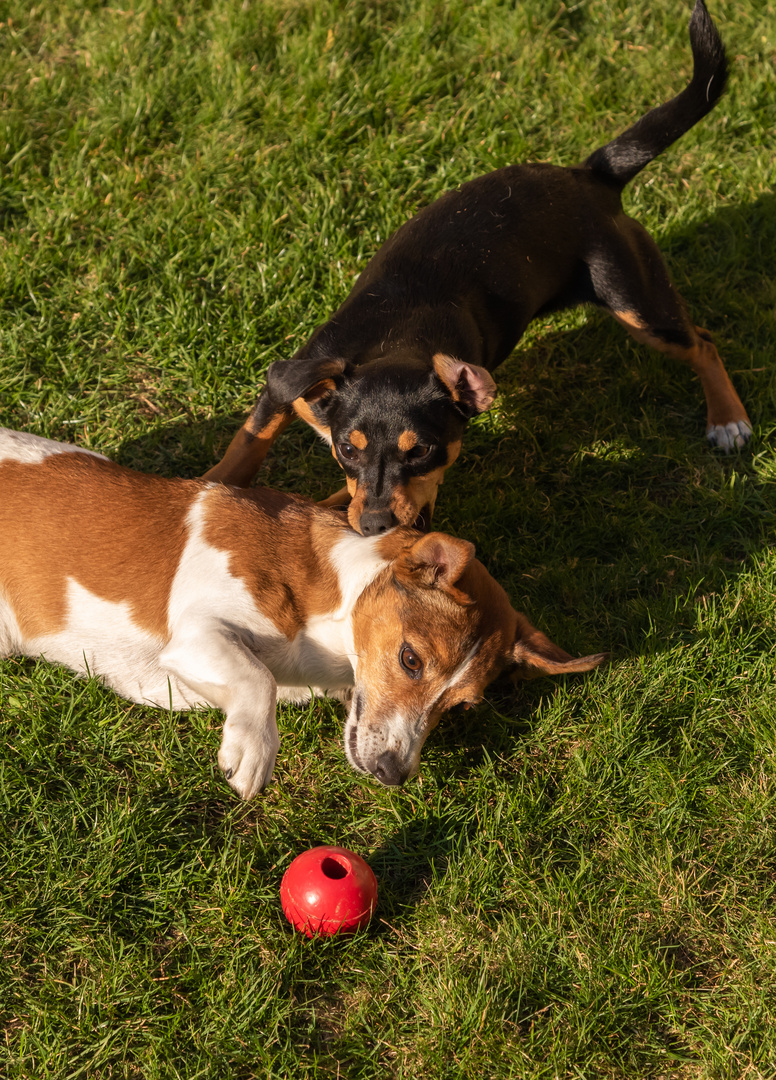 Terrier beim Spielen