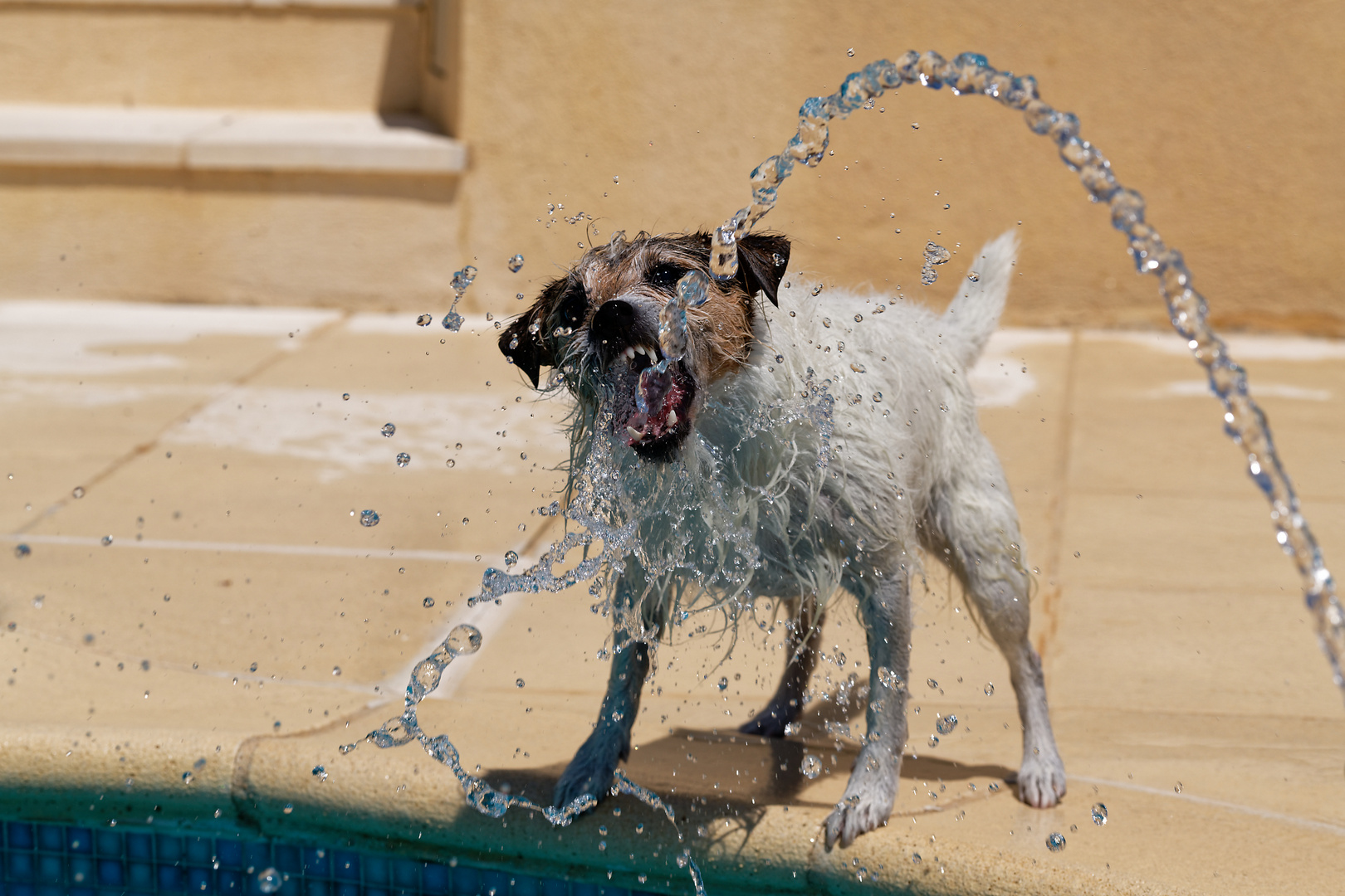 Terrier gegen Wasserschlange