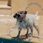 Terrier gegen Wasserschlange