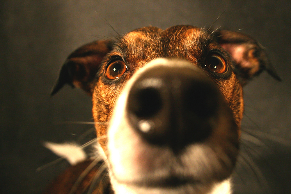 Terrier haben ihre Nase einfach überall ;-)