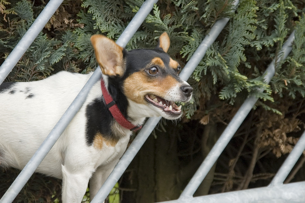 Terrier hinterm Zaun