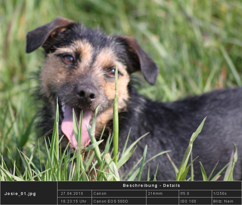 Terrier im Gras