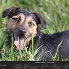 Terrier im Gras