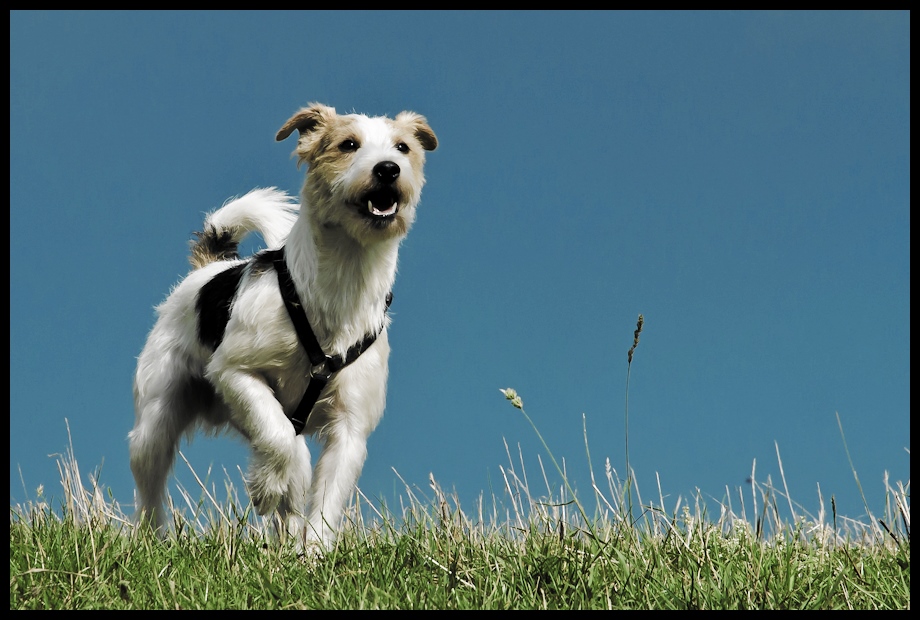 Terrier im Jagdfieber