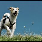 Terrier im Jagdfieber