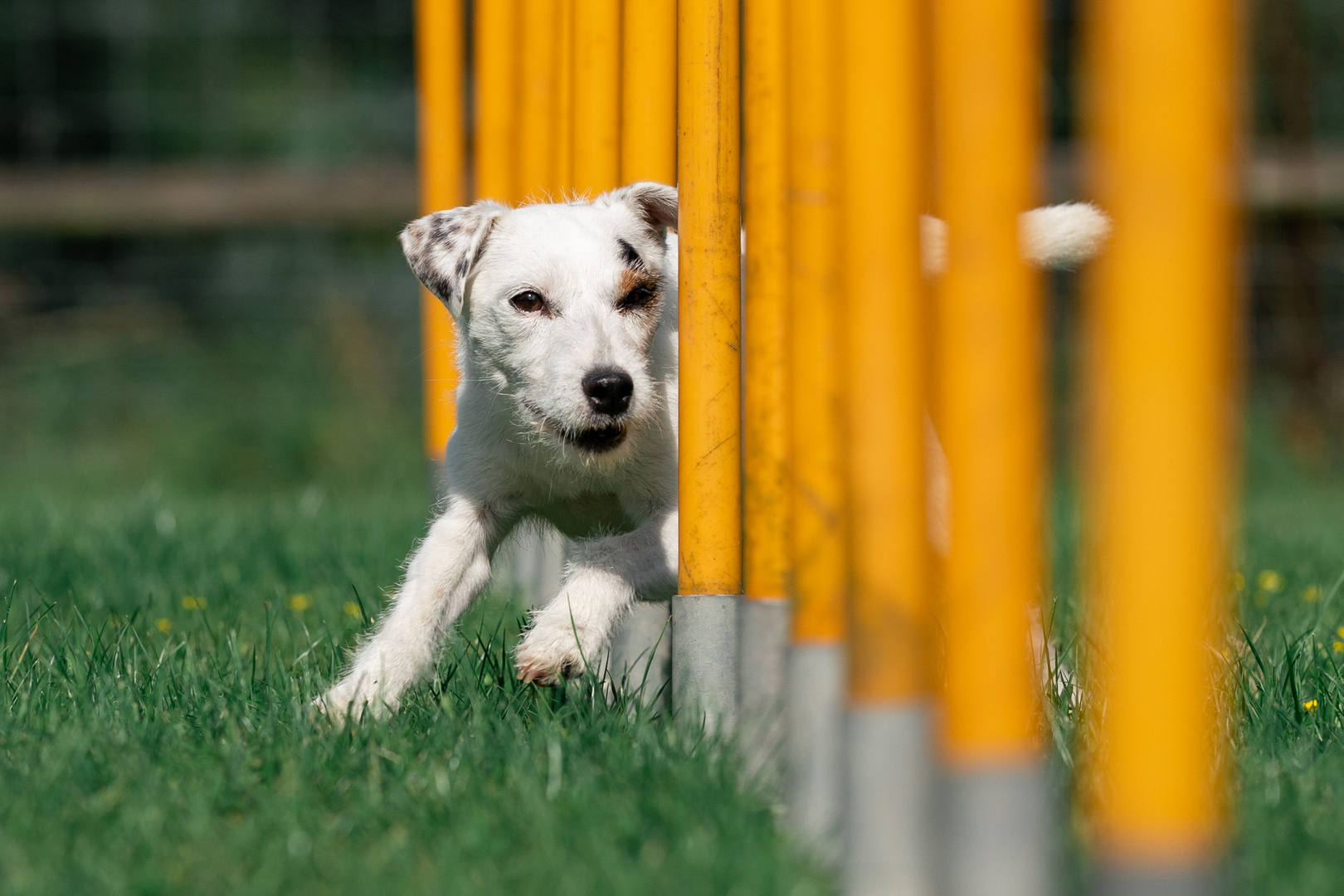 Terrier im Slalom