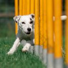 Terrier im Slalom