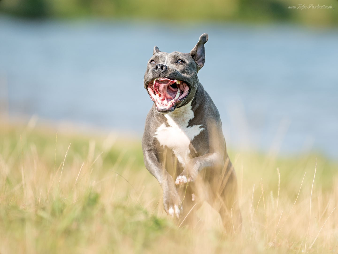 Terrier im Sprint