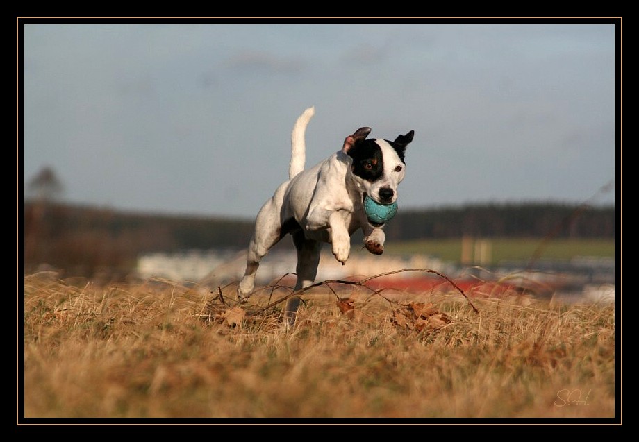 Terrier in Action