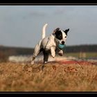 Terrier in Action