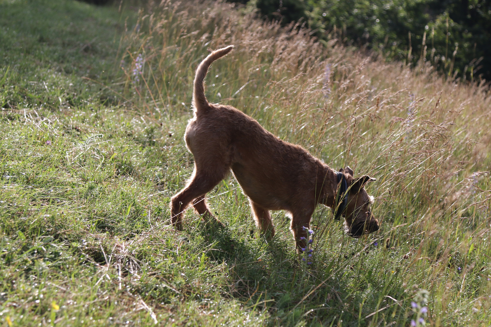 Terrier in der Morgensonne