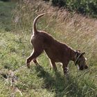 Terrier in der Morgensonne