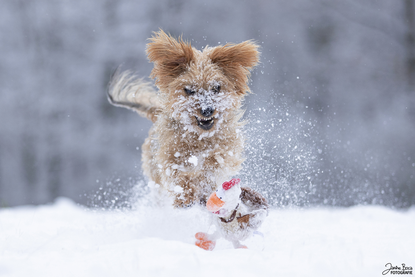 Terrier-Killerblick