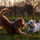 Terrier-Liebe ...