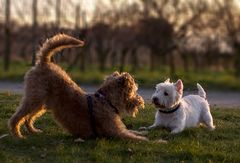 Terrier-Liebe ...