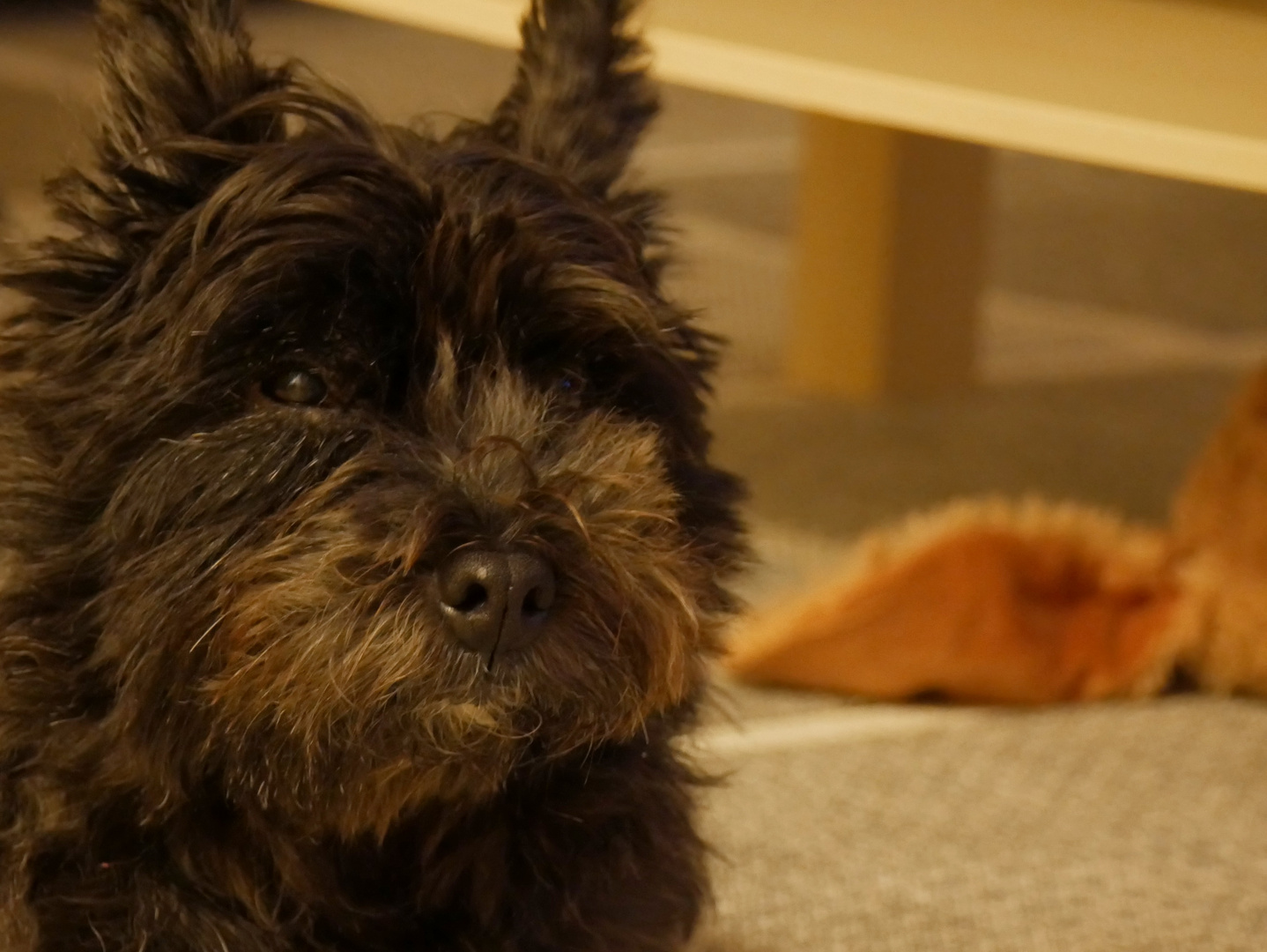 Terrier mit erlegtem Hasi im Hintergrund