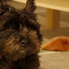 Terrier mit erlegtem Hasi im Hintergrund