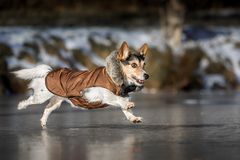 ... Terrier on ice ...