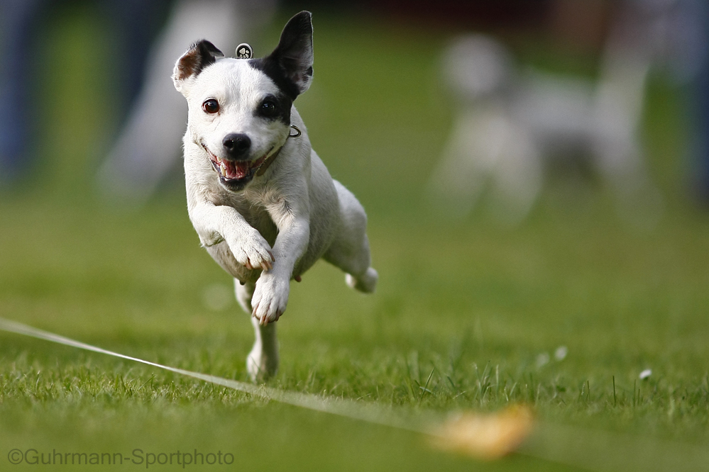 Terrier-Rennen 2